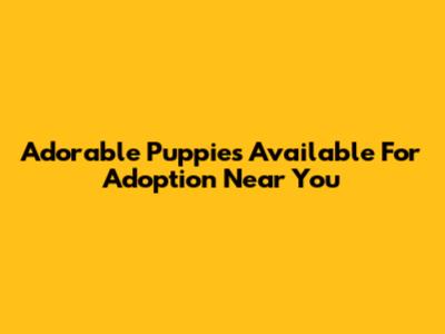 Adorable Puppies Available For Adoption Near You