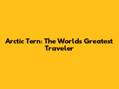 Arctic Tern: The World's Greatest Traveler