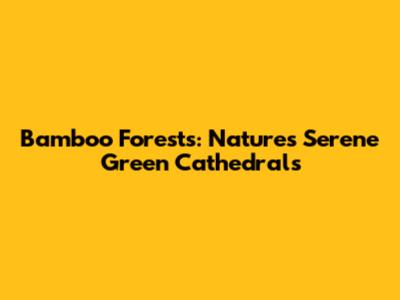 Bamboo Forests: Nature's Serene Green Cathedrals