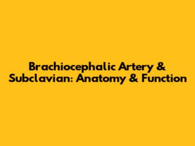 Brachiocephalic Artery & Subclavian: Anatomy & Function