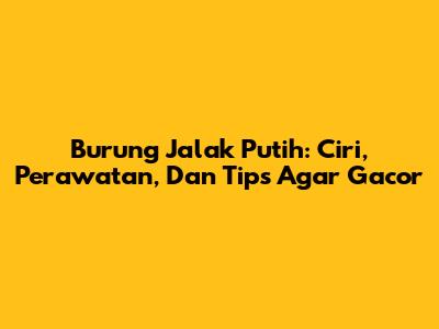 Burung Jalak Putih: Ciri, Perawatan, Dan Tips Agar Gacor