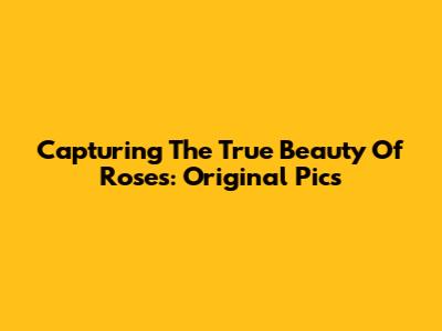 Capturing The True Beauty Of Roses: Original Pics