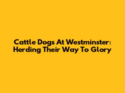 Cattle Dogs At Westminster: Herding Their Way To Glory