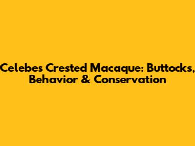 Celebes Crested Macaque: Buttocks, Behavior & Conservation