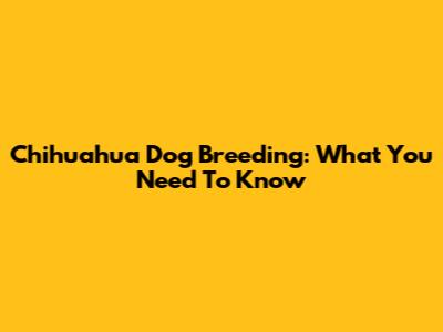 Chihuahua Dog Breeding: What You Need To Know