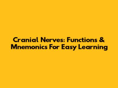Cranial Nerves: Functions & Mnemonics For Easy Learning
