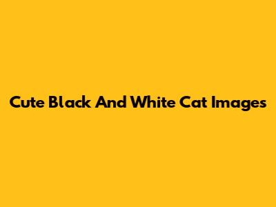 Cute Black And White Cat Images