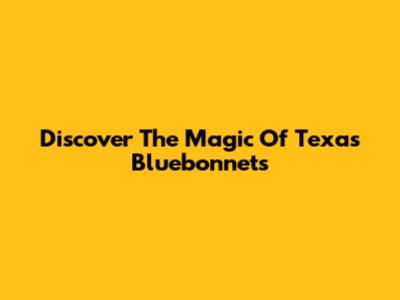 Discover The Magic Of Texas Bluebonnets