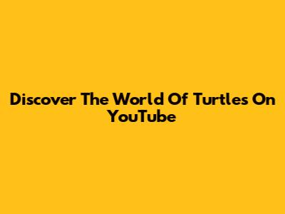 Discover The World Of Turtles On YouTube