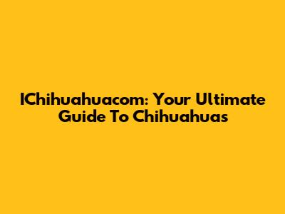 IChihuahuacom: Your Ultimate Guide To Chihuahuas