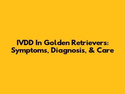 IVDD In Golden Retrievers: Symptoms, Diagnosis, & Care