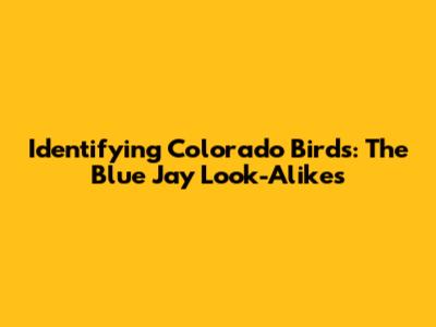 Identifying Colorado Birds: The Blue Jay Look-Alikes