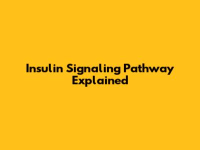 Insulin Signaling Pathway Explained