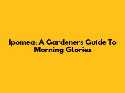 Ipomea: A Gardener's Guide To Morning Glories