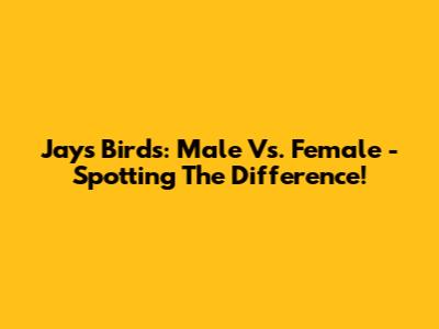 Jays Birds: Male Vs. Female - Spotting The Difference!