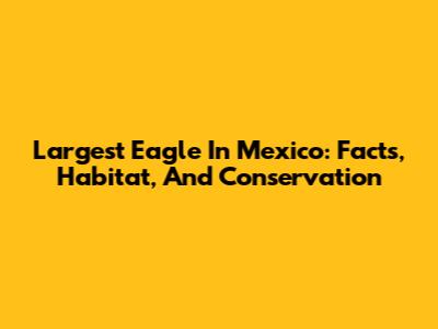 Largest Eagle In Mexico: Facts, Habitat, And Conservation