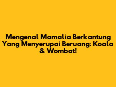 Mengenal Mamalia Berkantung Yang Menyerupai Beruang: Koala & Wombat!