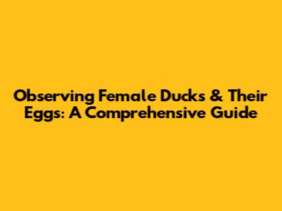 Observing Female Ducks & Their Eggs: A Comprehensive Guide