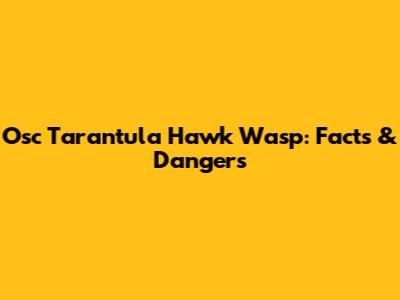 Osc Tarantula Hawk Wasp: Facts & Dangers