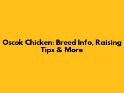 Oscok Chicken: Breed Info, Raising Tips & More