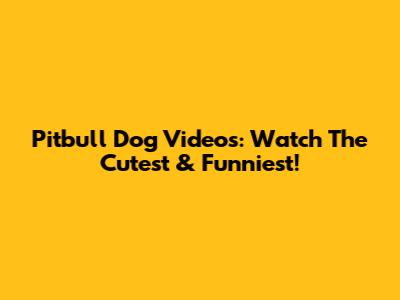 Pitbull Dog Videos: Watch The Cutest & Funniest!
