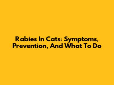 Rabies In Cats: Symptoms, Prevention, And What To Do