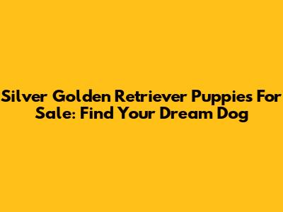 Silver Golden Retriever Puppies For Sale: Find Your Dream Dog