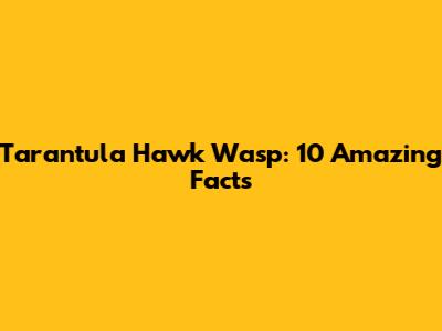 Tarantula Hawk Wasp: 10 Amazing Facts