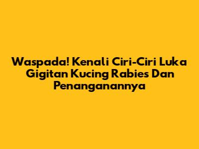 Waspada! Kenali Ciri-Ciri Luka Gigitan Kucing Rabies Dan Penanganannya
