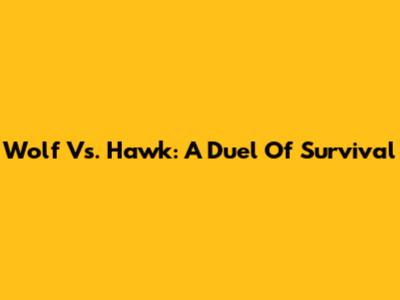 Wolf Vs. Hawk: A Duel Of Survival