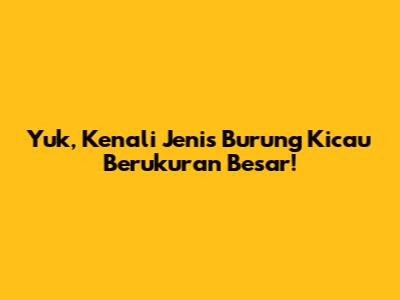 Yuk, Kenali Jenis Burung Kicau Berukuran Besar!