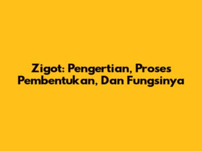 Zigot: Pengertian, Proses Pembentukan, Dan Fungsinya